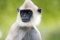 Grey Langur monkey