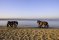 Horses, Commonwealth Beach