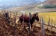 Vineyard, Rhone Valley