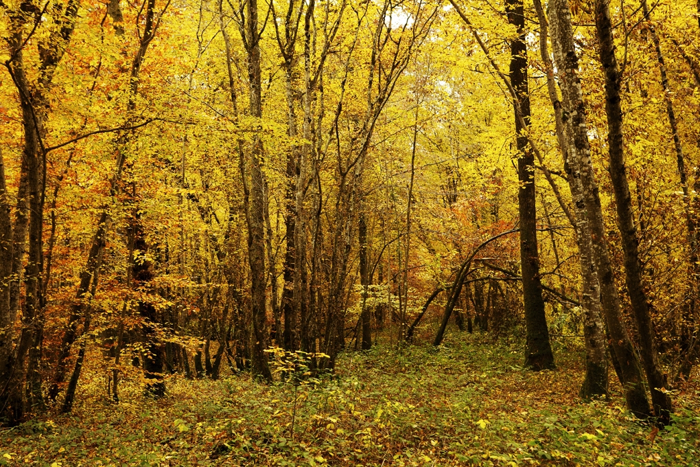 Autumn forest, Burgundy