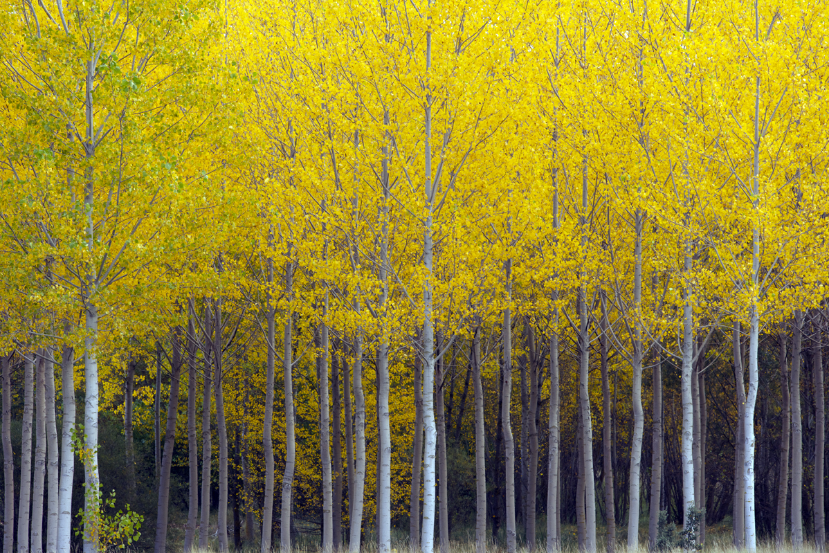 Poplar trees, Soria